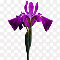 虹膜花ЧёрныеглазаО，этичерныеглаза剪贴画-虹膜
