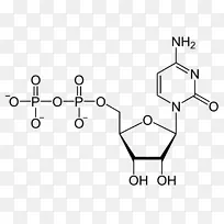 尿苷单磷酸尿苷二磷酸尿苷三磷酸腺苷二磷酸