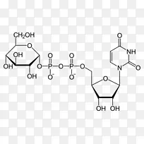 二磷酸尿苷葡萄糖尿苷一磷酸尿苷三磷酸尿苷