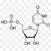尿苷一磷酸尿苷二磷酸腺苷一磷酸尿嘧啶