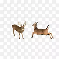 白尾鹿，麋鹿，驯鹿，鹿角，羚羊，白尾鹿