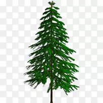 云杉、冷杉、松、落叶松、圣诞树