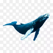 海豚鲸纲计划-水生生物