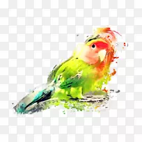 鹦鹉爱鸟水彩画艺术斋月水彩画
