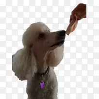标准贵宾犬，迷你贵宾犬，玩具贵宾狗，小狗！