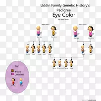 谱系图眼睛颜色遗传学-眼睛