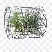 植物原理-可持续发展篮子-植物