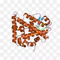 类固醇生成因子1类固醇源性急性调节蛋白XY性腺发育不良甾体生成酶