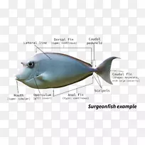 河豚鱼解剖-鱼
