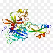 Spint 1化学反应酶Kunitz结构域蛋白酶抑制剂