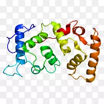 CIB 1整合素蛋白基因血小板生成素