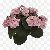 绣球花盆栽植物粉红色m灌木-非洲紫罗兰