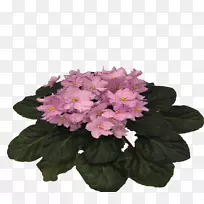 切花粉红色m一年生植物草本植物.非洲紫罗兰