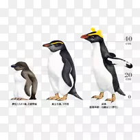 帝企鹅诱捕菲尔德兰企鹅加拉帕戈斯企鹅