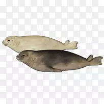 海港海豹海狮家养兔海豹动物