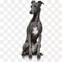 意大利灰狗鞭子西班牙灰狗斯鲁吉-英国玩具犬