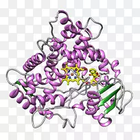 细胞色素P 450 CYP2C9活性位点酶底物