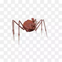 寡妇蜘蛛，昆虫K2，十足类-蜘蛛