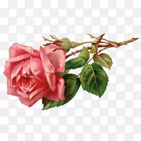玫瑰粉色剪贴画-英国玫瑰