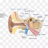 听觉系统耳蜗神经外耳