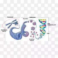 真核生物染色体结构dna细胞核酸结构科学