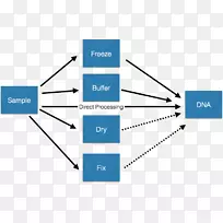 缓冲溶液科学dna谱生物学.科学