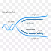 DNA复制生物细胞鸟嘌呤