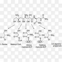 两性霉素生物合成肽蜡样芽孢杆菌-合成酶
