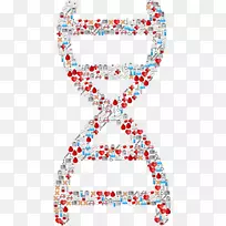 DNA分子生物学社会序列分析剪贴画