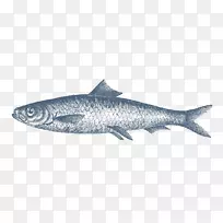 沙丁鱼产品鲱鱼鱼油鱼