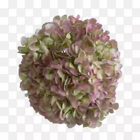 绣球紫丁香哥伦比亚蓝切花-丁香