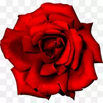 玫瑰花红色-罗莎·弗美尔哈