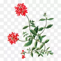 植物学插画花卉海报-花卉