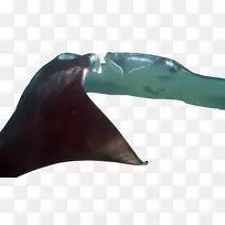 海狮-螳螂射线