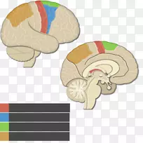 大脑皮质、顶叶、运动皮质、后顶叶-脑