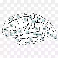 Brodmann区第6区大脑皮层运动前皮层脑-感觉刺激疗法