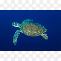 甲鱼海龟皮龟池塘海龟海洋生物学-海龟