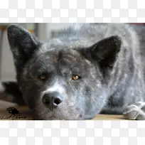 雪莲狼犬秋田凯肯挪威Elkhound Shikoku-Akita Inu