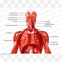 肋间肌肉-人体颈部肌肉系统