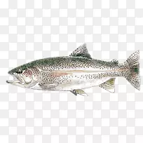 鲑鱼鳟鱼产品捕鱼