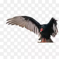 土耳其秃鹫鹰-鸟