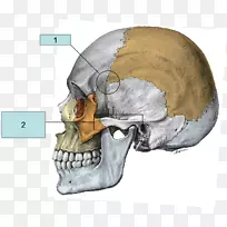 上鼻甲颧骨解剖颞骨颅骨