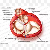 心脏瓣膜解剖二尖瓣-心脏
