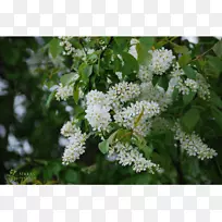 李子李(Prunus padus prunus subg.)苦浆果