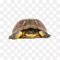 字母大小写字母表龟-Tortuga