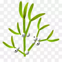 分枝植物-植物茎