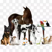 兽医宠物动物-动物