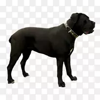 大丹麦犬，科索犬，拉布拉多猎犬，英国獒，爱尔兰狼犬，甘蔗科索