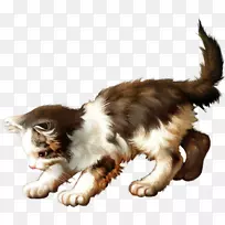 胡须缅因州茧猫爪猫