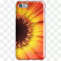 普通向日葵，德兰士瓦，雏菊，手机配件，iphone-橙色非洲菊